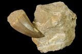 Mosasaur (Mosasaurus) Tooth In Rock - Morocco #152565-1